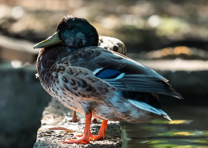 Akyazi Hara Bickidere别墅照片